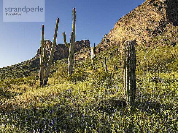 Saguaro cactus (Carnegiea gigantea) dot the land surrounding Picacho Peak  Picacho Peak State Park  Arizona  United States of America  North America