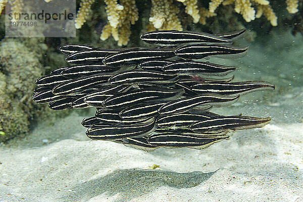 Eine Schule gestreifter Welse (Plotosus lineatus) vor dem Riff auf der Insel Bangka  in der Nähe von Manado  Indonesien  Südostasien