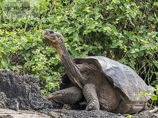 Gefangene Galapagos-Riesenschildkröte (Chelonoidis spp)  Charles-Darwin-Forschungsstation  Insel Santa Cruz  Galapagos-Inseln  UNESCO-Weltkulturerbe  Ecuador  Südamerika