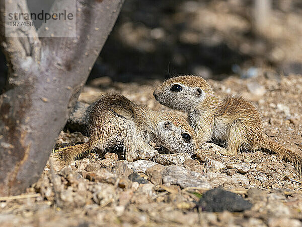 Rundschwanz-Ziesel (Xerospermophilus tereticaudus)  Brandi Fenton Park  Tucson  Arizona  Vereinigte Staaten von Amerika  Nordamerika