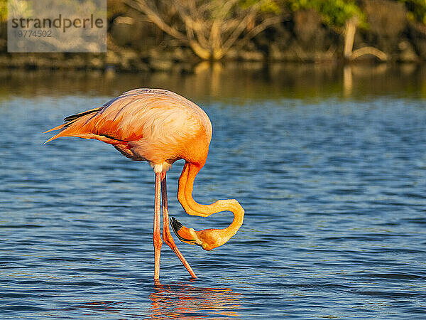 Ausgewachsener amerikanischer Flamingo (Phoenicopterus ruber) ernährt sich von Artesmia-Garnelen  Insel Rabida  Galapagosinseln  UNESCO-Weltkulturerbe  Ecuador  Südamerika