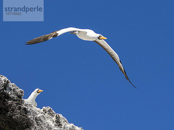 Ein erwachsener Nazca-Tölpel (Sula granti) im Flug in Buccaneer Cove  Santiago Island  Galapagos-Inseln  UNESCO-Weltkulturerbe  Ecuador  Südamerika