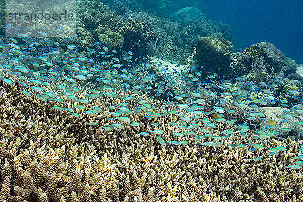 Erwachsener blaugrüner Chromis (Chromis virdis)  auf dem Riff vor der Insel Kri  Raja Ampat  Indonesien  Südostasien