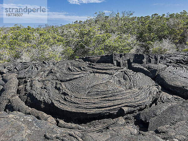 Pahoehoe lava on the youngest island in the Galapagos  Fernandina Island  Galapagos Islands  UNESCO World Heritage Site  Ecuador  South America