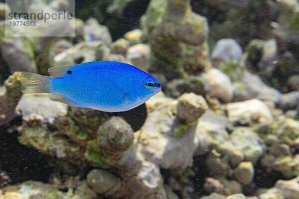 Eine junge Blaue Prachtlibelle (Chrysiptera cyanea) am Riff vor der Insel Kawe  Raja Ampat  Indonesien  Südostasien