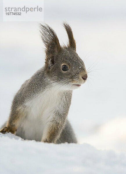 Rotes Eichhörnchen (Sciurus vulgaris) im Schnee  Winter  Finnland  Europa