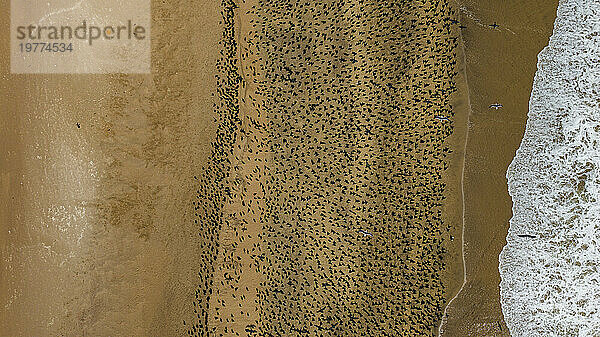 Luftaufnahme einer großen Anzahl von Kormoranen auf den Sanddünen entlang der Atlantikküste  Namibe-Wüste (Namib)  Iona-Nationalpark  Namibe  Angola  Afrika
