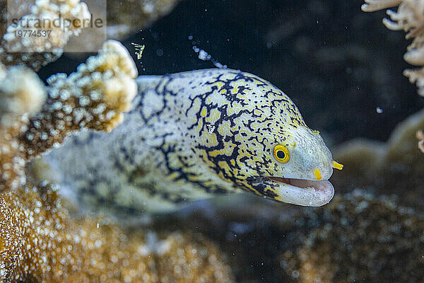 Eine ausgewachsene Schneeflockenmuräne (Echidna nebulosa) auf dem Riff vor Port Airboret  Raja Ampat  Indonesien  Südostasien