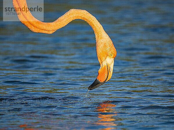 Ausgewachsener amerikanischer Flamingo (Phoenicopterus ruber) ernährt sich von Artesmia-Garnelen  Insel Rabida  Galapagosinseln  UNESCO-Weltkulturerbe  Ecuador  Südamerika