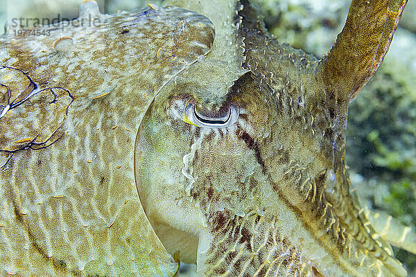 Ein ausgewachsener Breitkeulen-Tintenfisch (Sepia latimanus) vor dem Riff auf der Insel Bangka  in der Nähe von Manado  Indonesien  Südostasien