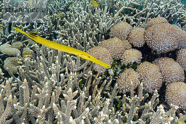 Ein ausgewachsener Trompetenfisch (Aulostomus chinensis) vor dem Riff auf der Insel Bangka  in der Nähe von Manado  Indonesien  Südostasien