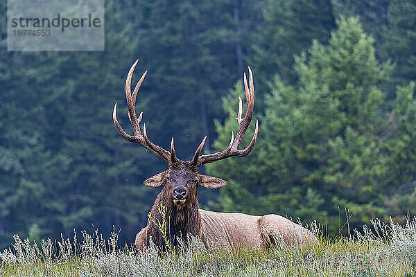 Riesiger Hirsch  Jasper-Nationalpark  UNESCO-Weltkulturerbe  Alberta  Kanadische Rocky Mountains  Kanada  Nordamerika