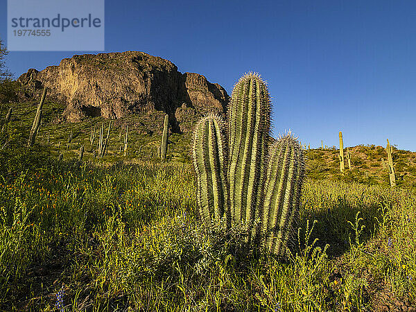 Saguaro-Kakteen (Carnegiea gigantea) prägen das Land rund um den Picacho Peak  Picacho Peak State Park  Arizona  Vereinigte Staaten von Amerika  Nordamerika