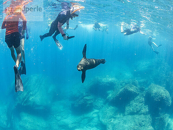 Galapagos-Seelöwe (Zalophus wollebaeki)  mit Schnorchlern unter Wasser auf der Insel Santiago  Galapagos-Inseln  UNESCO-Weltkulturerbe  Ecuador  Südamerika