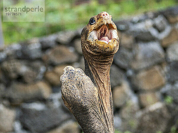 Gefangene Galapagos-Riesenschildkröten (Chelonoidis spp)  Charles-Darwin-Forschungsstation  Insel Santa Cruz  Galapagos-Inseln  UNESCO-Weltkulturerbe  Ecuador  Südamerika