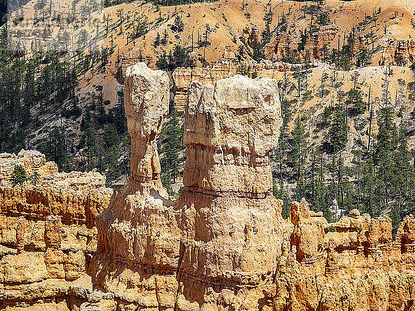 Red rock formations known as hoodoos in Bryce Canyon National Park  Utah  United States of America  North America