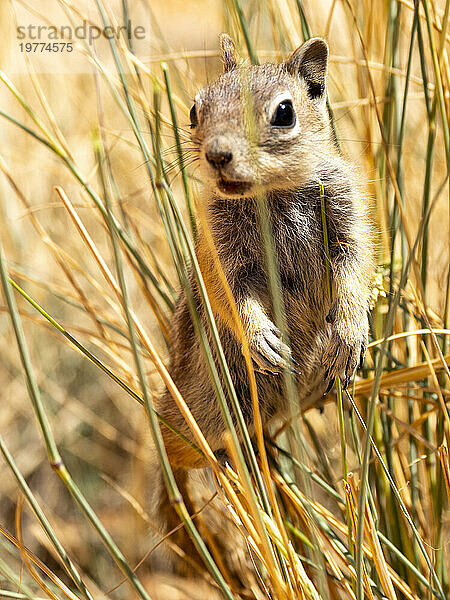 Ein erwachsenes Goldmantel-Ziesel (Callospermophilus lateralis) im Bryce-Canyon-Nationalpark  Utah  Vereinigte Staaten von Amerika  Nordamerika