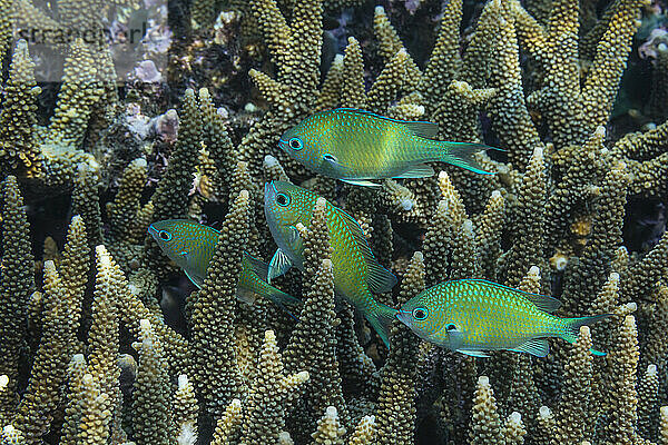 Erwachsener blaugrüner Chromis (Chromis virdis)  auf dem Riff vor der Insel Kri  Raja Ampat  Indonesien  Südostasien