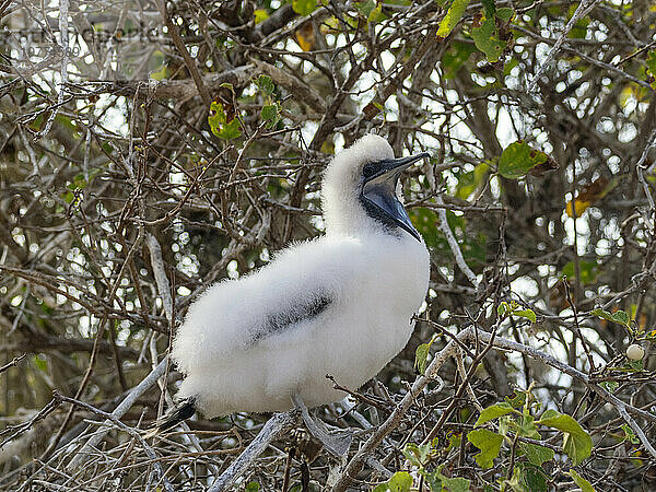 Ein Rotfußtölpelküken (Sula sula) in einem Baum in Punta Pitt  Insel San Cristobal  Galapagosinseln  UNESCO-Weltkulturerbe  Ecuador  Südamerika