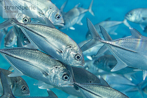 Eine Schule von Großaugenmakrelen (Caranx sexfasciatus)  Village Reef  Raja Ampat  Indonesien  Südostasien