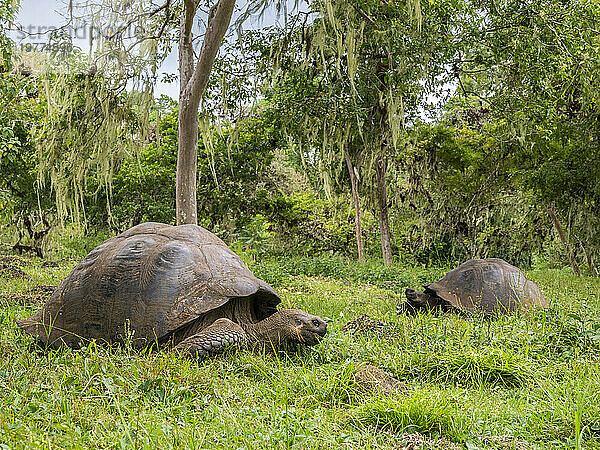 Wilde Galapagos-Riesenschildkröten (Chelonoidis spp)  gefunden in Rancho Manzanillo  Santa Cruz Island  Galapagos-Inseln  UNESCO-Weltkulturerbe  Ecuador  Südamerika