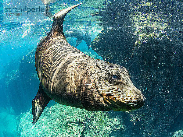 Erwachsener männlicher Galapagos-Seelöwe (Zalophus wollebaeki)  unter Wasser auf der Insel Santiago  Galapagos-Inseln  UNESCO-Weltkulturerbe  Ecuador  Südamerika