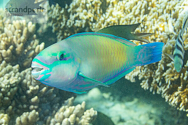 Ein ausgewachsener Pazifischer Kugelkopf-Papageienfisch (Chlorurus spiluris) vor dem Riff auf der Insel Kawe  Raja Ampat  Indonesien  Südostasien