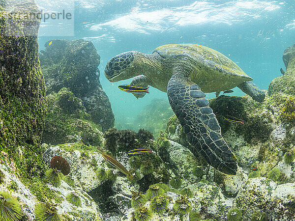 Ausgewachsene Grüne Meeresschildkröte (Chelonia mydas)  die sich von Algen ernährt  in der Nähe der Insel Fernandina  Galapagos-Inseln  UNESCO-Weltkulturerbe  Ecuador  Südamerika