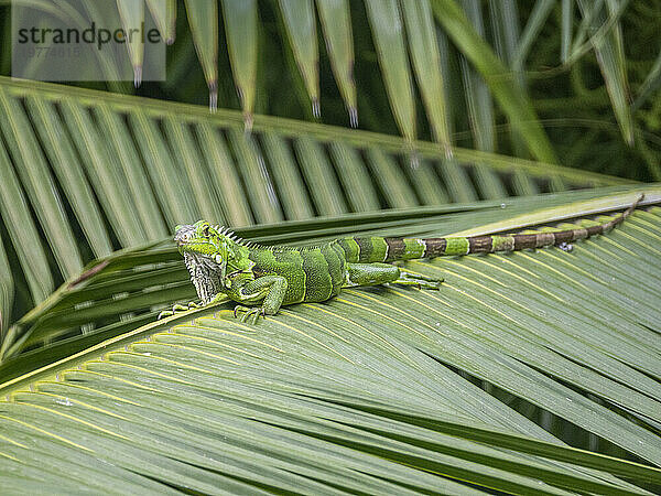 Ein erwachsener männlicher grüner Leguan (Iguana iguana)  der sich am Flughafen in Guayaquil  Ecuador  Südamerika  in der Sonne sonnt