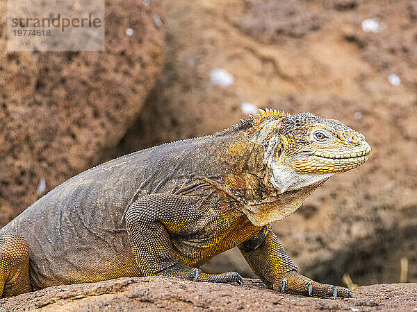 Ein ausgewachsener Galapagos-Landleguan (Conolophus subcristatus) sonnt sich auf North Seymour Island  Galapagos-Inseln  UNESCO-Weltkulturerbe  Ecuador  Südamerika