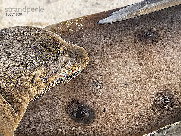 Galapagos-Seelöwe (Zalophus wollebaeki) Junge beim Stillen von seiner Mutter auf North Seymour Island  Galapagos-Inseln  UNESCO-Weltkulturerbe  Ecuador  Südamerika