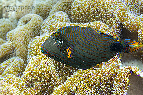 Ein erwachsener Orangenstreifen-Drückerfisch (Balistapus undulatus)  vor dem Riff auf der Insel Wohof  Raja Ampat  Indonesien  Südostasien