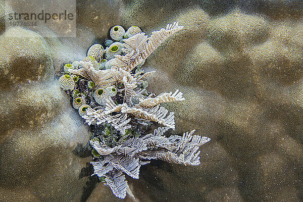 Eine Kolonie grüner Seescheiden (Didemnum molle)  draußen über dem Riff vor der Insel Bangka  Indonesien  Südostasien  Asien