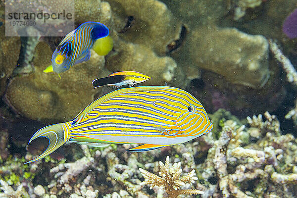 Ein erwachsener Bluestreak-Putzer-Lippfisch (Labroides dimidiatus) an einer Reinigungsstation am Riff vor der Insel Kri  Raja Ampat  Indonesien  Südostasien