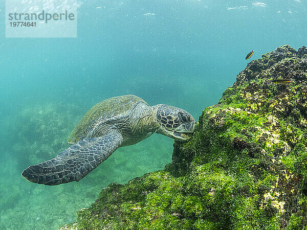 Ausgewachsene Grüne Meeresschildkröte (Chelonia mydas)  die sich von Algen ernährt  in der Nähe der Insel Fernandina  Galapagos-Inseln  UNESCO-Weltkulturerbe  Ecuador  Südamerika