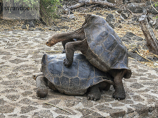Gefangene Galapagos-Riesenschildkröten (Chelonoidis spp)  Charles-Darwin-Forschungsstation  Insel Santa Cruz  Galapagos-Inseln  UNESCO-Weltkulturerbe  Ecuador  Südamerika