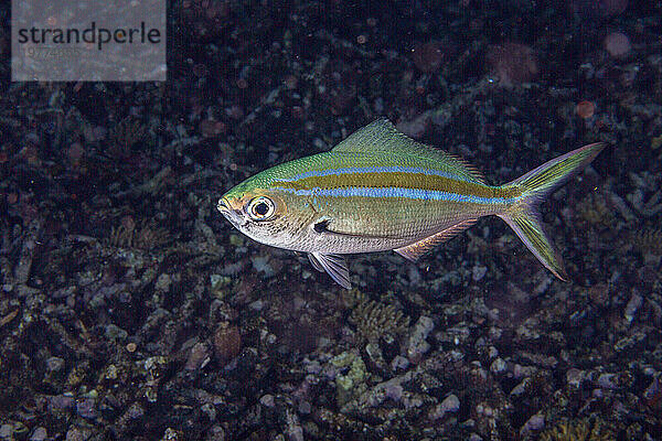 Ein erwachsener Scherenschwanzfüsilier (Caesio caerulaurea) am Riff der Insel Kri  Raja Ampat  Indonesien  Südostasien