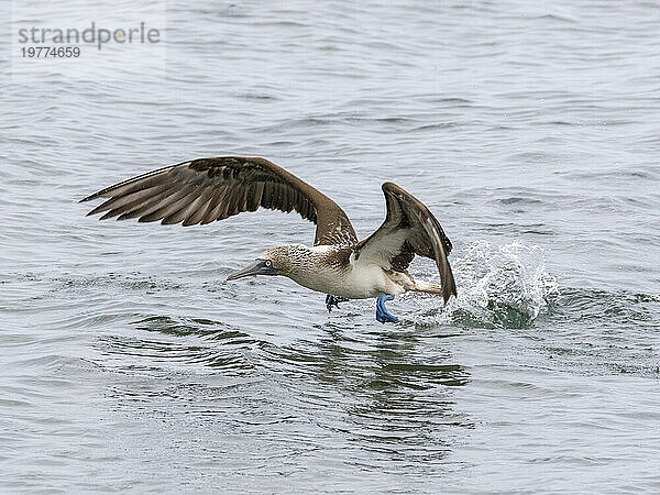 Ausgewachsener Blaufußtölpel (Sula nebouxii) beim Flug in Buccaneer Cove  Insel Santiago  Galapagos-Inseln  UNESCO-Weltkulturerbe  Ecuador  Südamerika