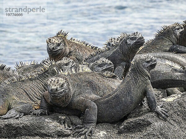 Erwachsene Galapagos-Meeresleguane (Amblyrhynchus cristatus)  sonnen sich auf der Insel Fernandina  Galapagos-Inseln  UNESCO-Weltkulturerbe  Ecuador  Südamerika