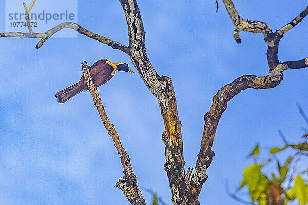 Ein erwachsener weiblicher roter Paradiesvogel (Paradisaea rubra)  der auf der Insel Gam  Raja Ampat  Indonesien  Südostasien  Asien thront