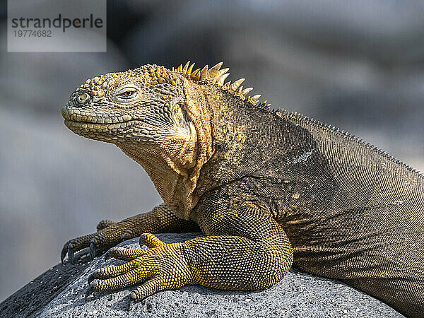 Ein ausgewachsener Galapagos-Landleguan (Conolophus subcristatus) sonnt sich auf North Seymour Island  Galapagos-Inseln  UNESCO-Weltkulturerbe  Ecuador  Südamerika