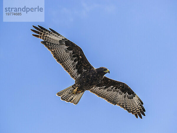 Ausgewachsener Galapagos-Falke (Buteo galapagoensis)  auf der Insel Fernandina  Galapagos-Inseln  UNESCO-Weltkulturerbe  Ecuador  Südamerika