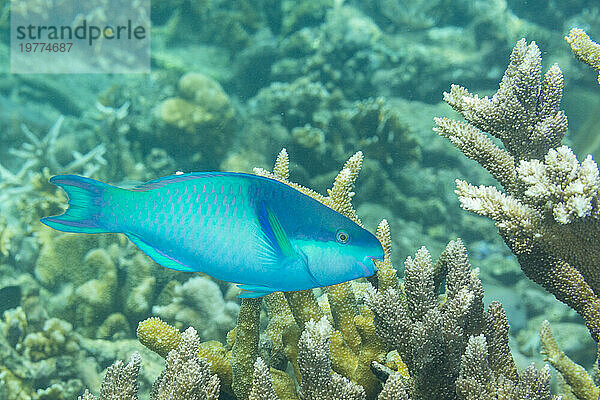 Ein ausgewachsener Papageienfisch (Scarus oviceps) vor dem Riff auf der Insel Kawe  Raja Ampat  Indonesien  Südostasien