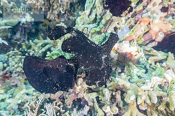 Ein ausgewachsener bemalter Anglerfisch (Antennarius pictus)  schwarz getarnt  auf dem Riff vor der Insel Bangka  Indonesien  Südostasien