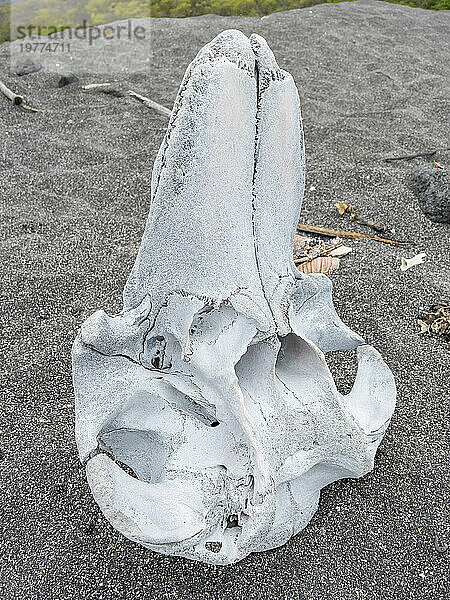 Schädel eines Kurzflossen-Grindwals (Globicephala Macrorhynchus)  Urbina Beach  Insel Isabela  Galapagos-Inseln  UNESCO-Weltkulturerbe  Ecuador  Südamerika