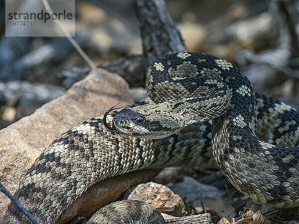 Eine ausgewachsene Schwarzschwanz-Klapperschlange (Crotalus ornatus)  Big Bend Nationalpark  Texas  Vereinigte Staaten von Amerika  Nordamerika