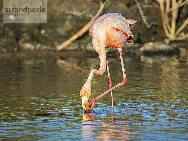 Ausgewachsener amerikanischer Flamingo (Phoenicopterus ruber) ernährt sich von Artesmia-Garnelen  Insel Rabida  Galapagosinseln  UNESCO-Weltkulturerbe  Ecuador  Südamerika