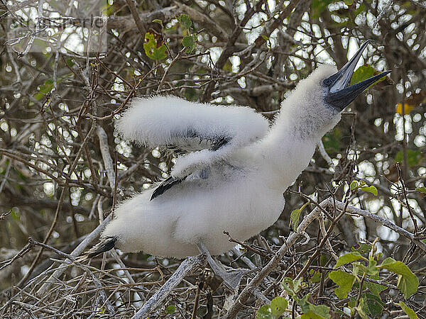 Ein Rotfußtölpelküken (Sula sula) in einem Baum in Punta Pitt  Insel San Cristobal  Galapagosinseln  UNESCO-Weltkulturerbe  Ecuador  Südamerika