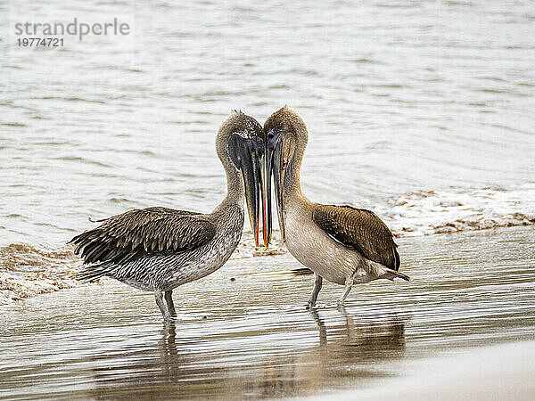 Junge Braunpelikane (Pelecanus occidentalis)  in Buccaneer Cove  Insel Santiago  Galapagosinseln  UNESCO-Weltkulturerbe  Ecuador  Südamerika