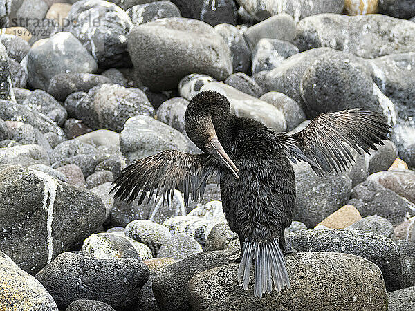 Ausgewachsener flugunfähiger Kormoran (Nannopterum harris)  Insel Isabela  Galapagos-Inseln  UNESCO-Weltkulturerbe  Ecuador  Südamerika